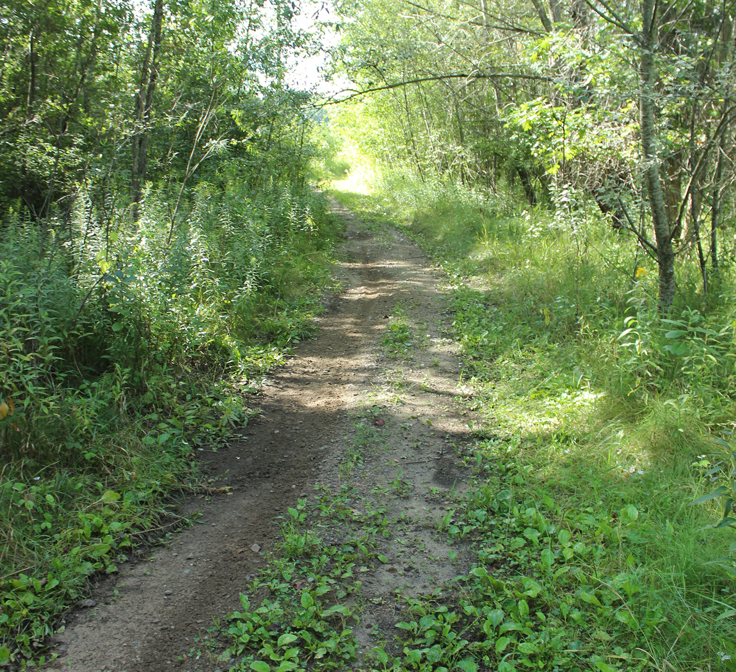 Joes Lake - Wooded Trail