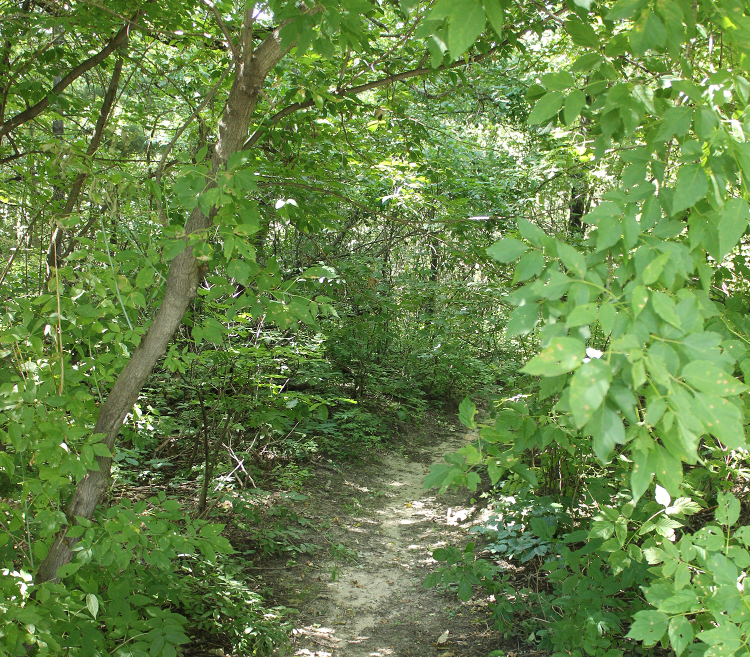 Wood Duck Park - Wooded Trail