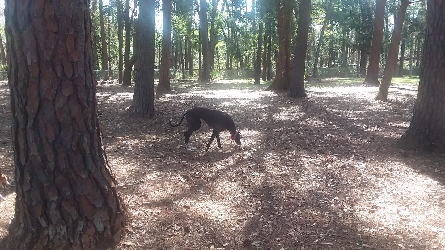 Dog at the park