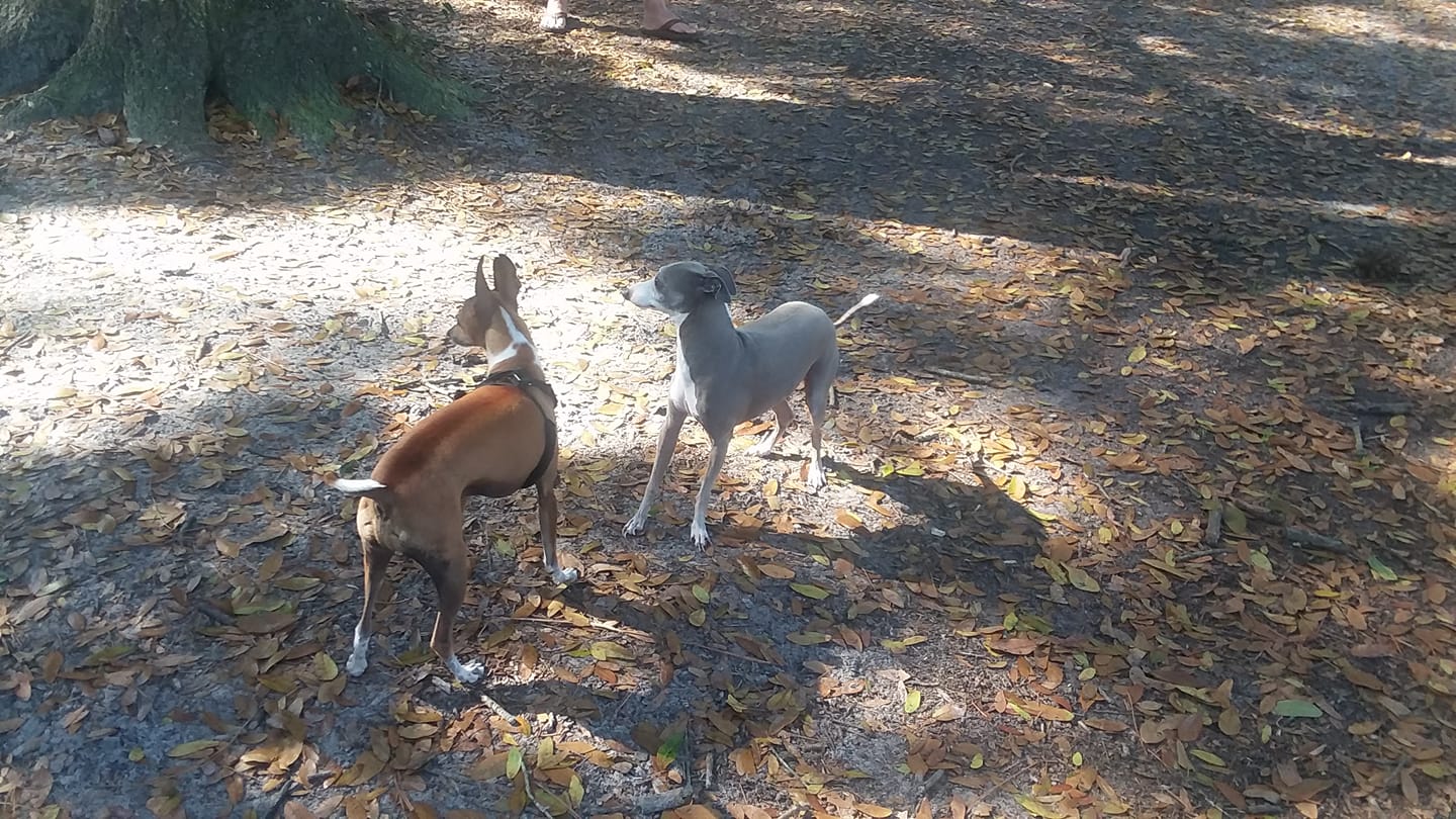 Two dogs playing