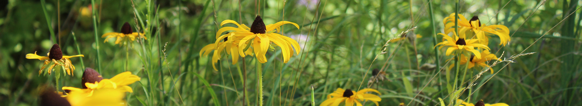 Wild Daisies