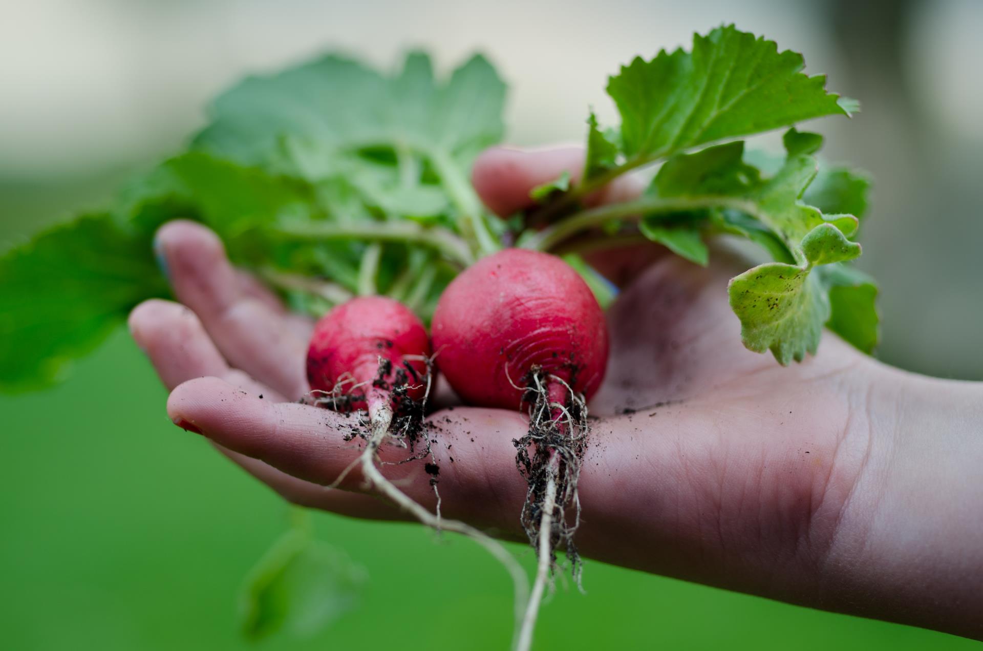 Hand holding Radish